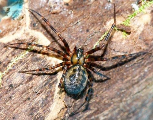 Labulla flahaulti